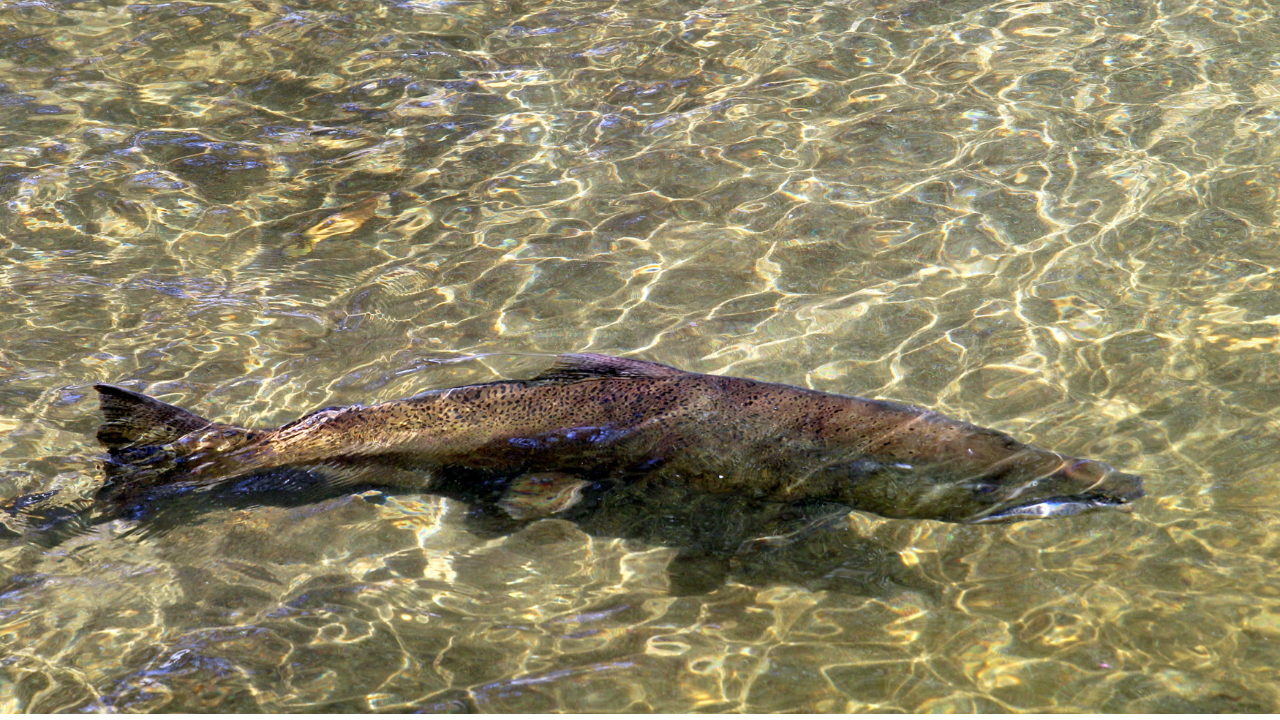 image Une première en 100 ans : un saumon royal de retour dans sa rivière natale en Californie