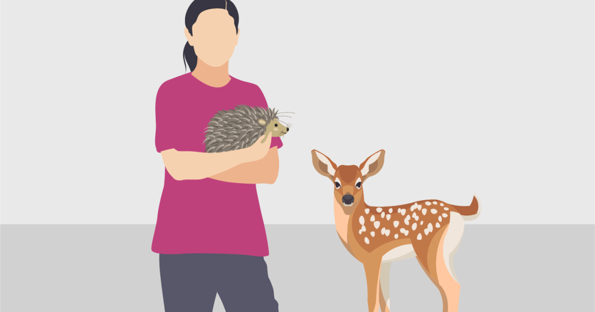 image Que faire si je trouve un animal sauvage blessé ?