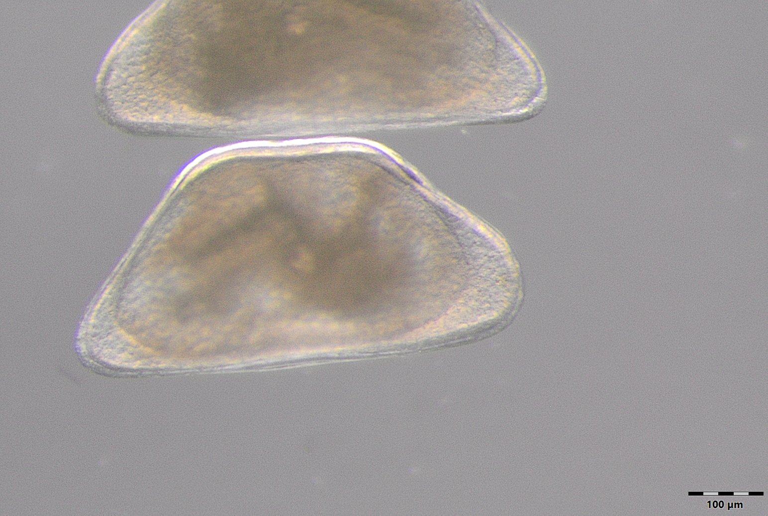 image Un nouvel ostracode dans les eaux du Buëch