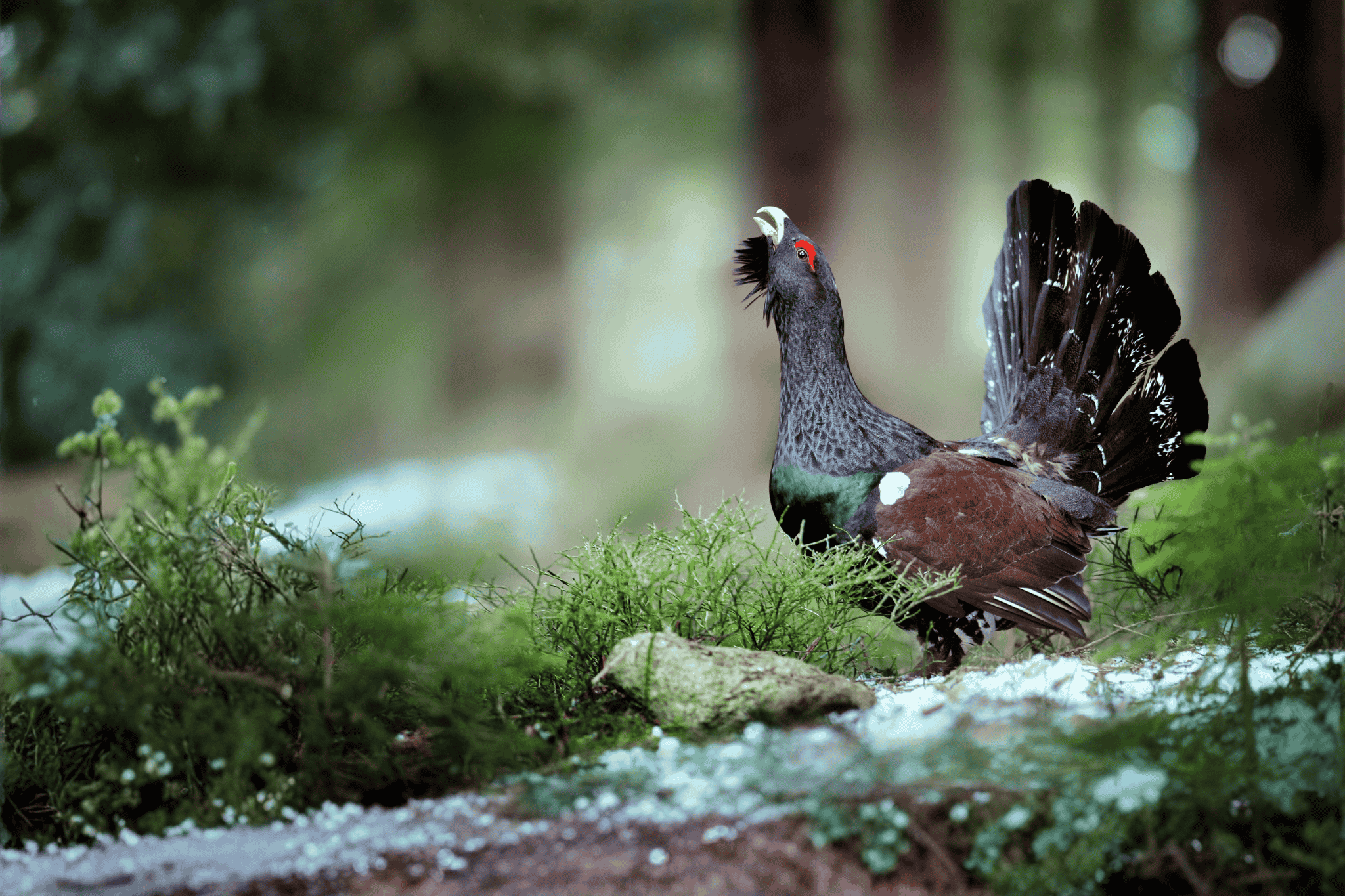 image Rapport France Biodiversité 2025