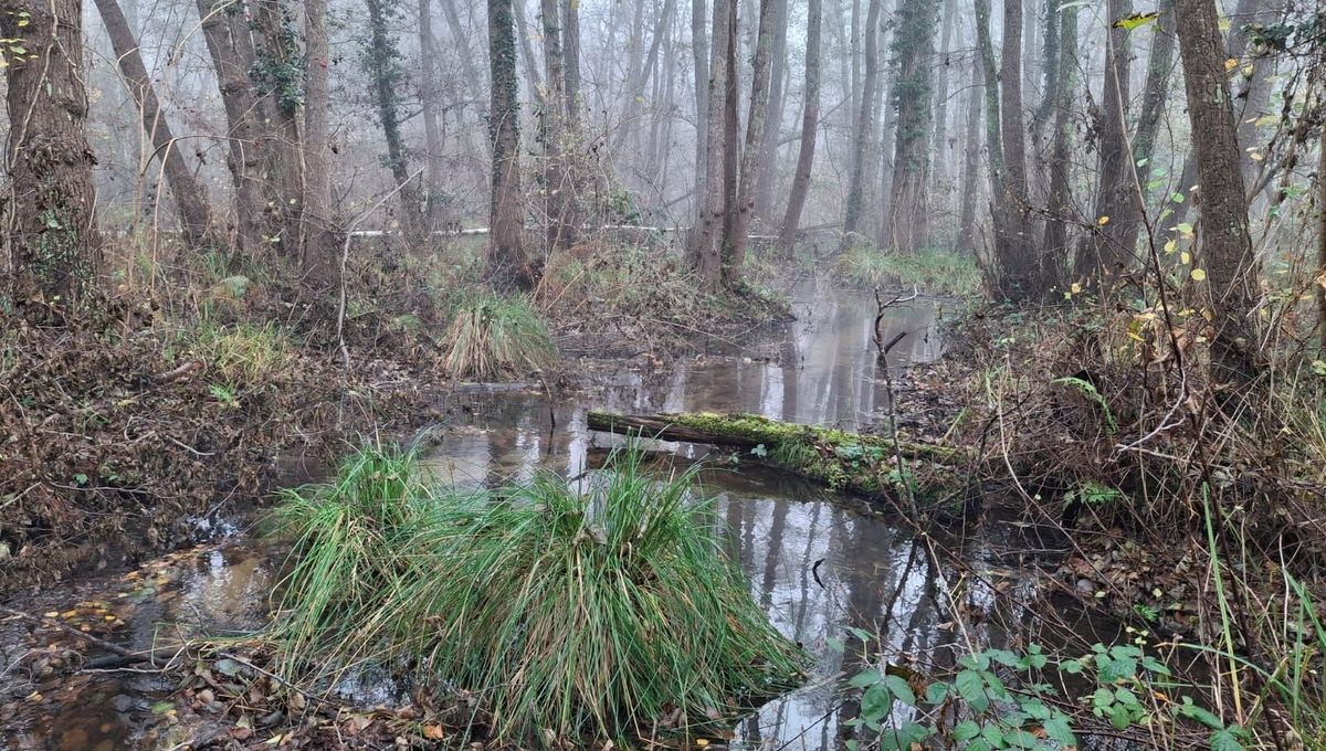 image SOS petits cours d'eau en détresse : dans le Loiret, la Fédération de pêche tente de sensibiliser