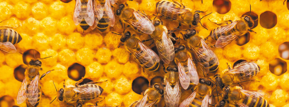 image Le B.A.-BA des stratégies régionales pour la biodiversité