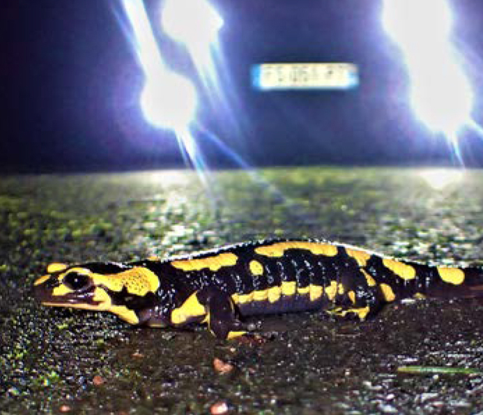 image Urzy une commune au secours de ses amphibiens