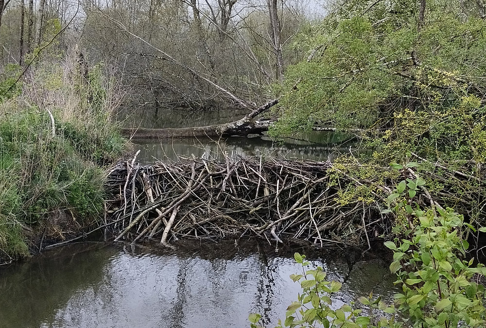 image Le castor à la reconquête du bassin de l'Indre