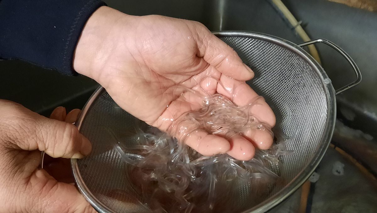 image Dans le bassin de l'Adour, la surveillance difficile des pêcheurs illégaux de civelles