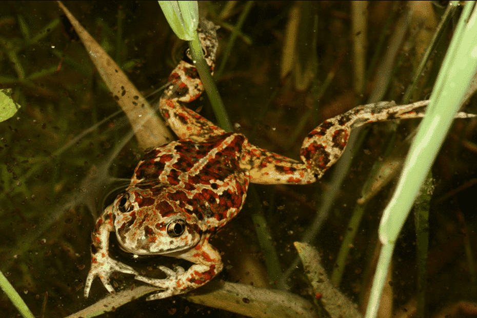 image Comment le crapaud le plus menacé de France pourrait être sauvé grâce à des mares