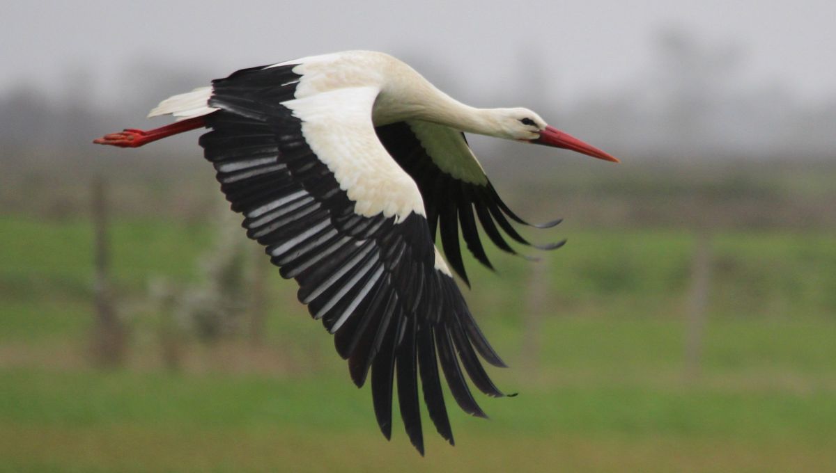 image À cause du réchauffement climatique, la moitié des cigognes de Charente-Maritime ne migrent plus