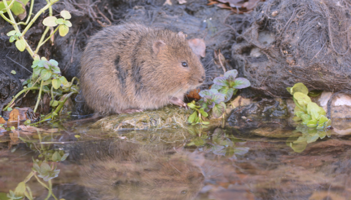 image Le Campagnol amphibie : découverte d’un rongeur discret pour l’ABC des Sorgues du Comtat
