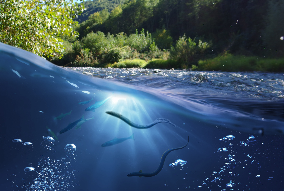 image Rencontres Migrateurs de Loire 2025 - Logrami (présentations)