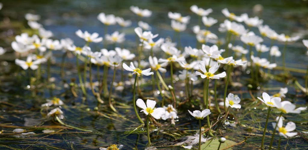 image Programme d’inventaire des macrophytes et des végétations associées du bassin de la Seine sur le territoire de la Normandie