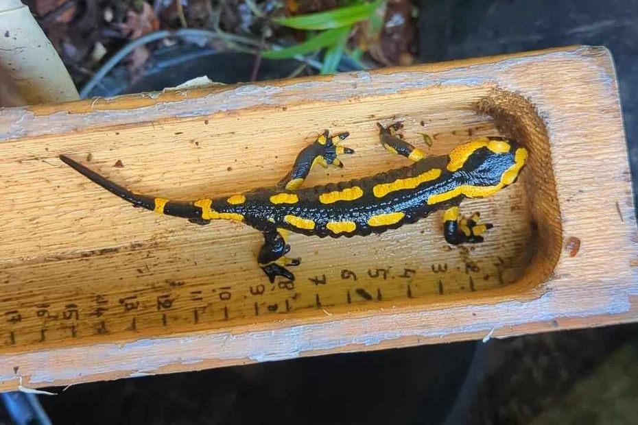 image Des millions d’amphibiens écrasés sur les routes chaque année : en Franche-Comté, serez-vous bénévoles pour les sauver ?