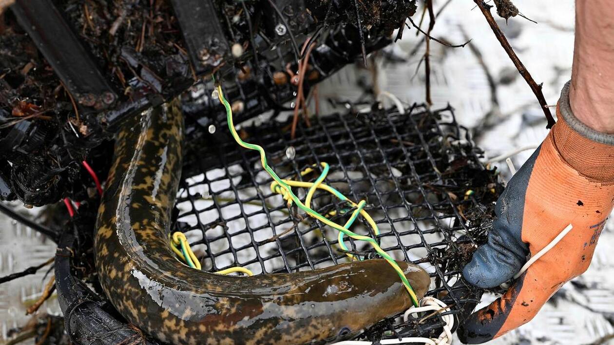 image Dans la Loire, le temps de pêche de l’alose et de la lamproie réduit de moitié : « C’est un moindre mal »