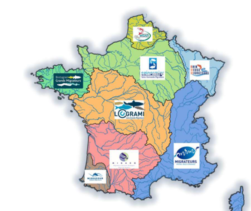image Publication des premiers indicateurs nationaux sur les poissons migrateurs – projet INDINAT - Logrami