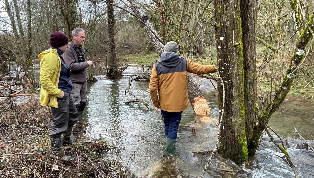 image Il a été aperçu dans le Sorpt à Chasteaux, le castor est de retour en Corrèze
