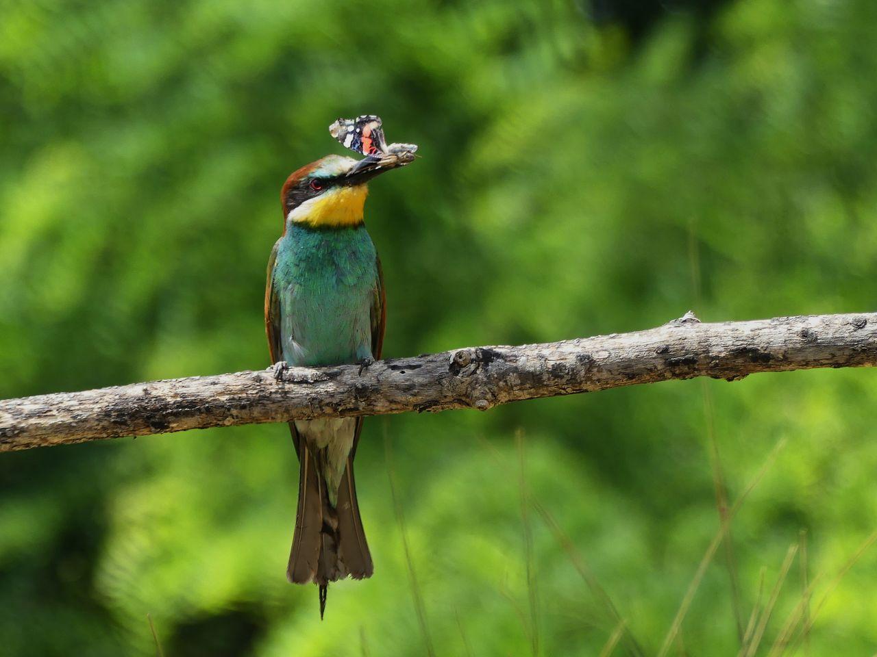 image Vidéothèque - Centre de Ressources Loire nature