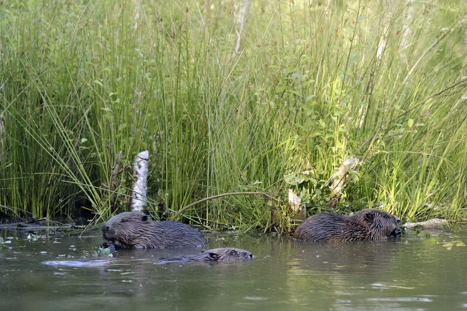 image Sur les traces du castor, animal discret mais très précieux face aux épisodes de sécheresse