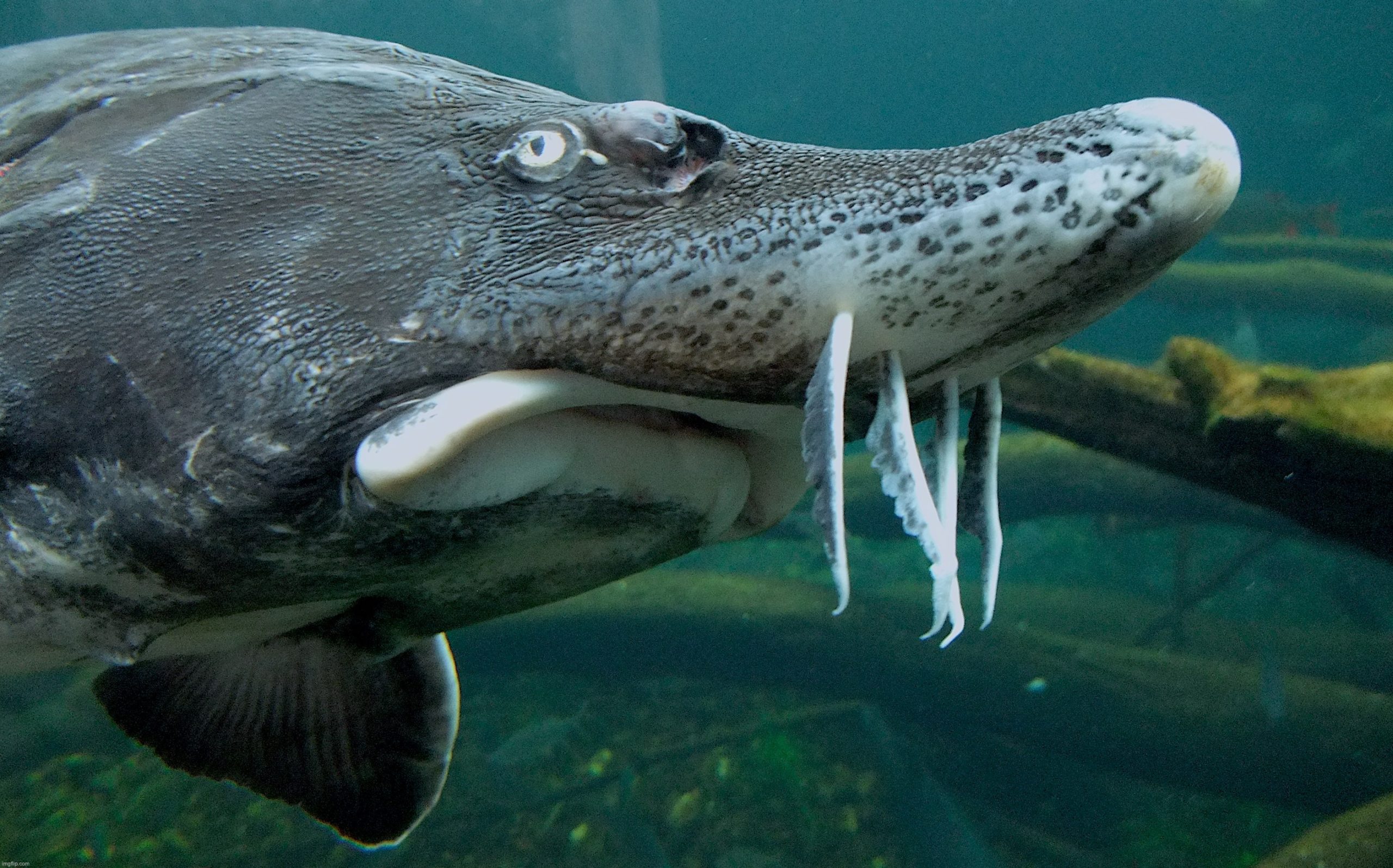 image 7 mètres de long et 1,5 tonne : ce monstre d’eau douce est le plus gros poisson de la planète