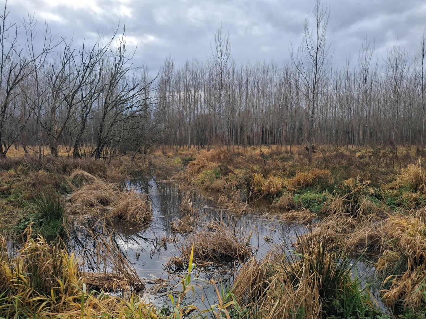 image Frayères à brochets : 10 ans d’actions et de nouveaux projets 