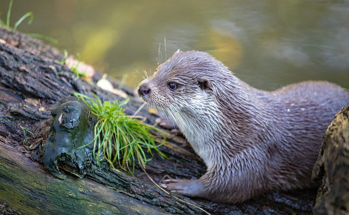 image Peut-on adopter une loutre ? Quelles précautions ? Que dit la loi ?