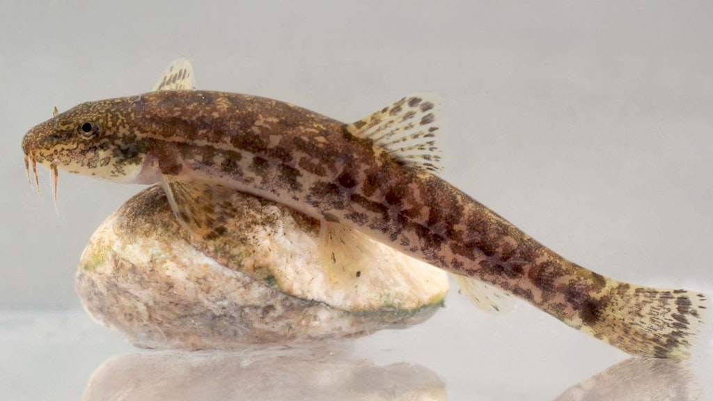 image Nos poissons : la diversité engendre la diversité