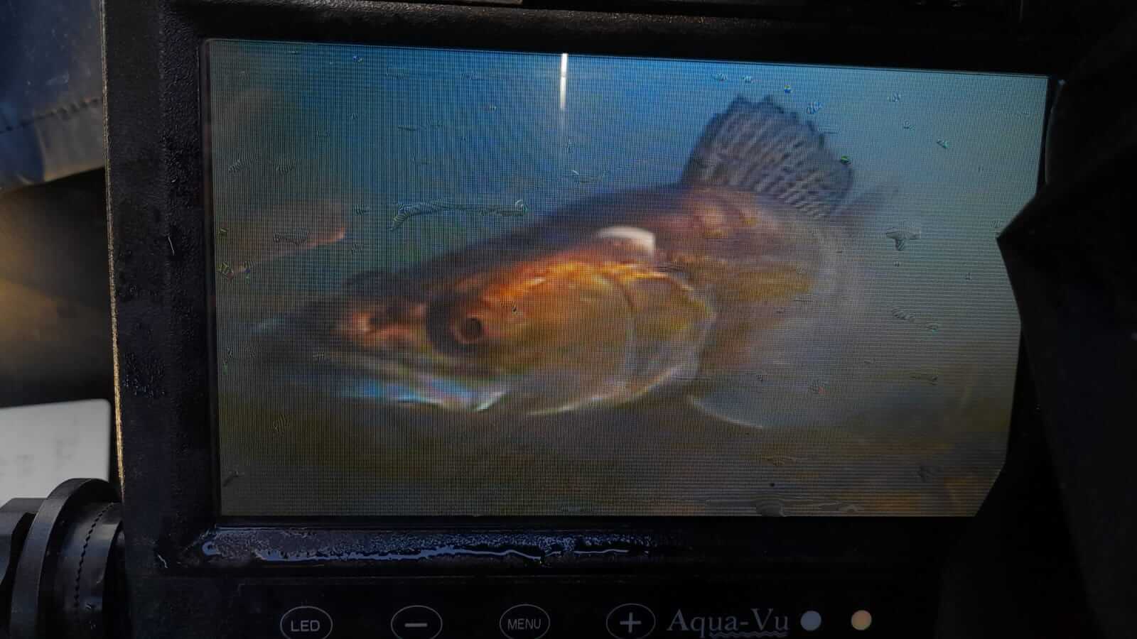 image Frayères artificielles, les suivis se poursuivent en Gironde