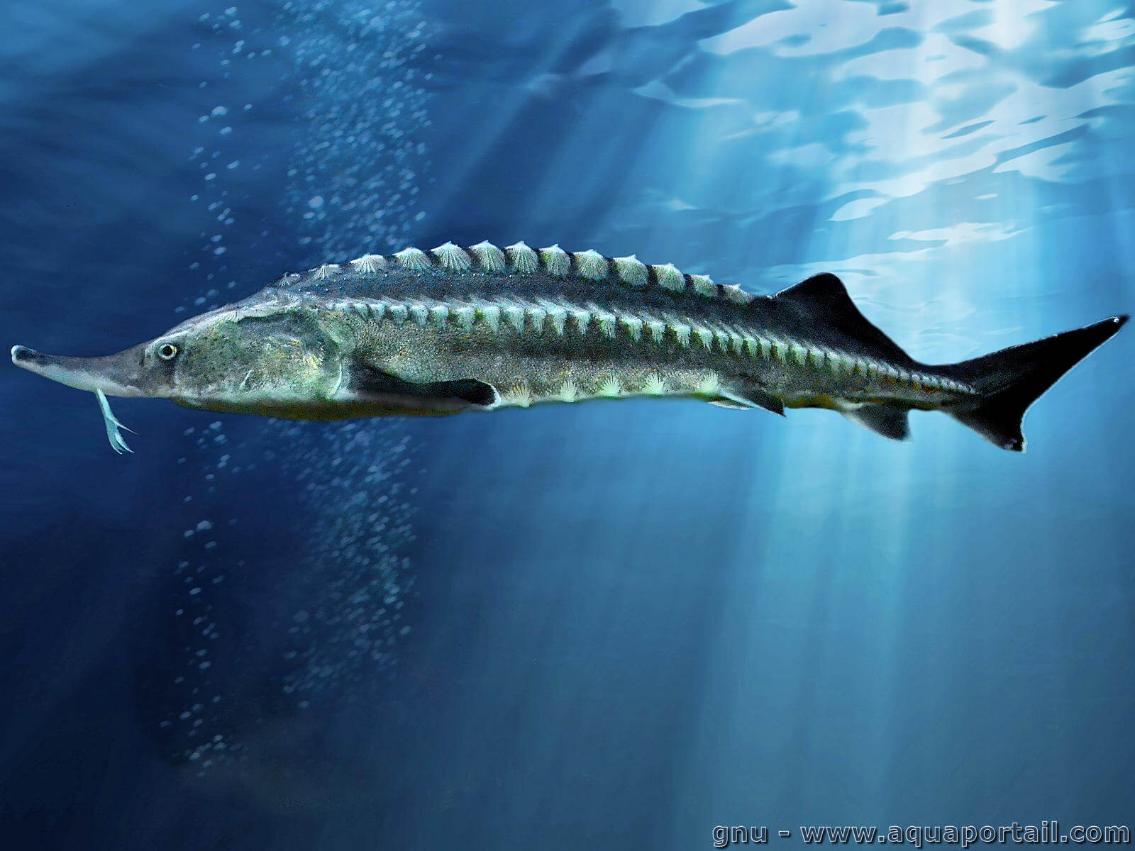 image Les géants d’eau douce : l’Esturgeon béluga, le poisson aux œufs d’or