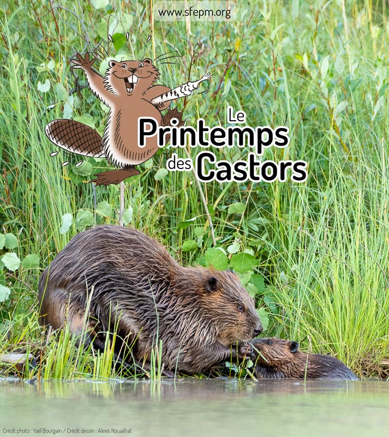 image Le Printemps des Castors