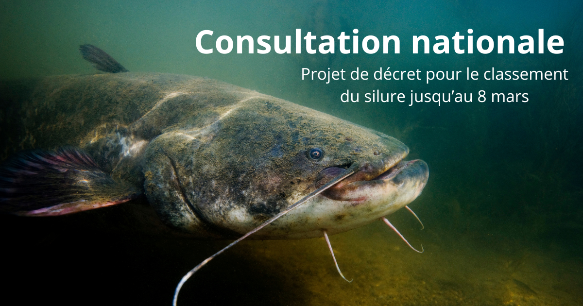 image Consultation publique concernant un projet de décret inscrivant le silure sur la liste des espèces susceptibles de provoquer des déséquilibres biologiques (ESPDB) - Fédération de Pêche de l'Allier