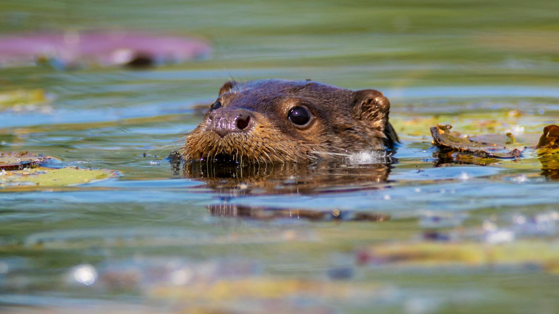 image Étude génétique de la Loutre d'Europe