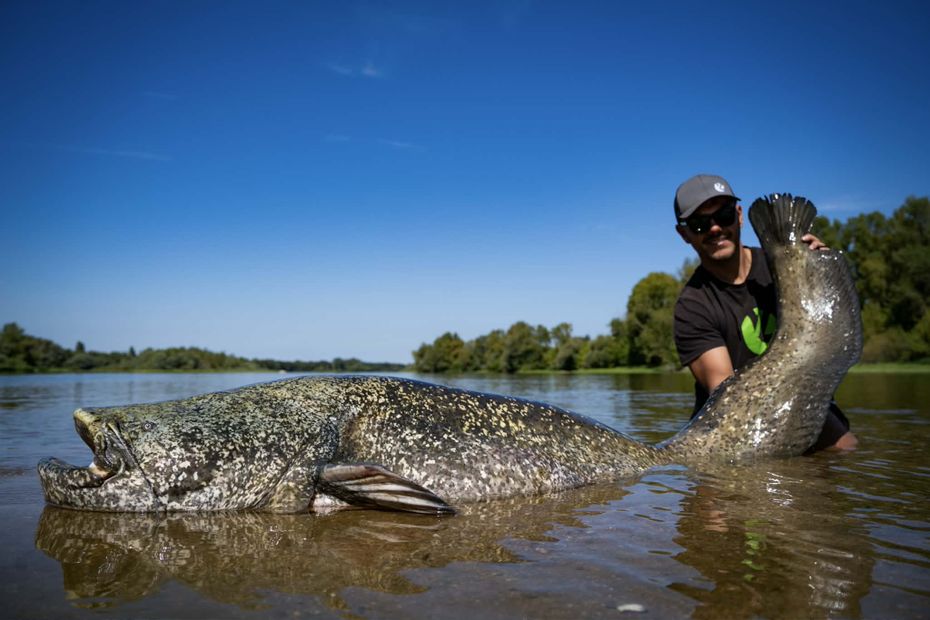 image Pourquoi le statut du silure fait polémique : 