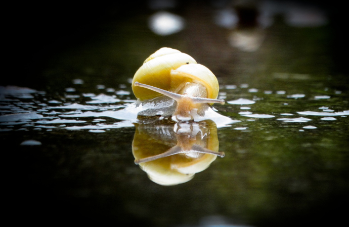 image Petits mais essentiels : les escargots d’eau douce à la croisée des enjeux environnementaux