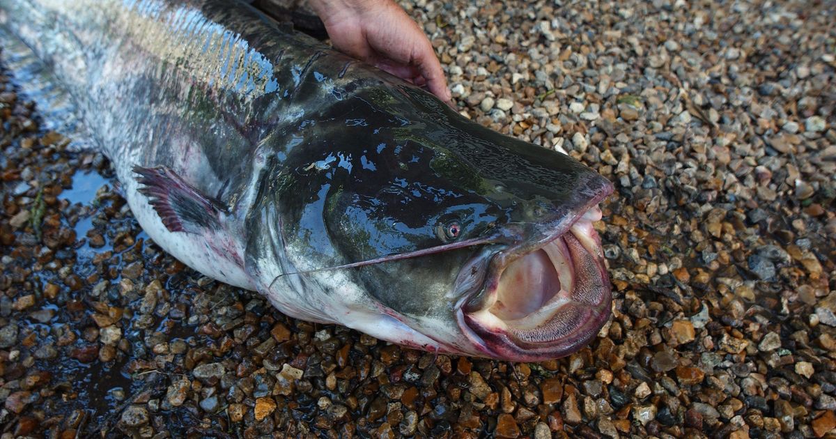 image Indre-et-Loire : le silure, une espèce qui déséquilibre l'environnement ? 