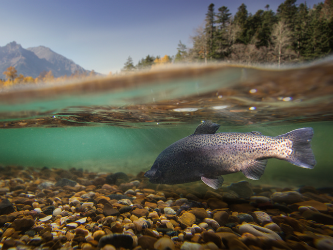 image Où vont les poissons lorsqu’une rivière s’assèche?