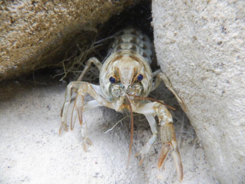 image L’Écrevisse à pattes blanches en recul dans le Parc