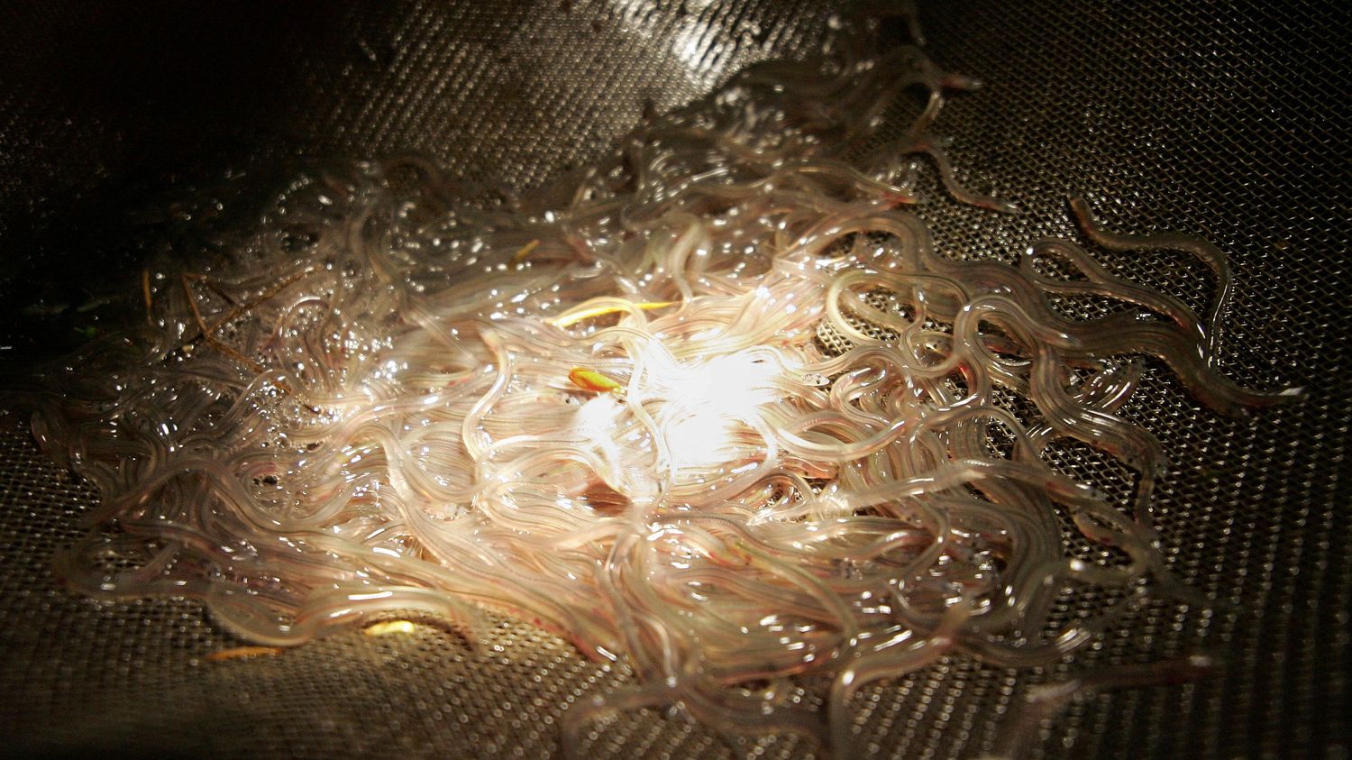 image Un trafic de civelles démantelé entre la France et l'Espagne pour un préjudice d'au moins 600 000 euros, six Français mis en examen 