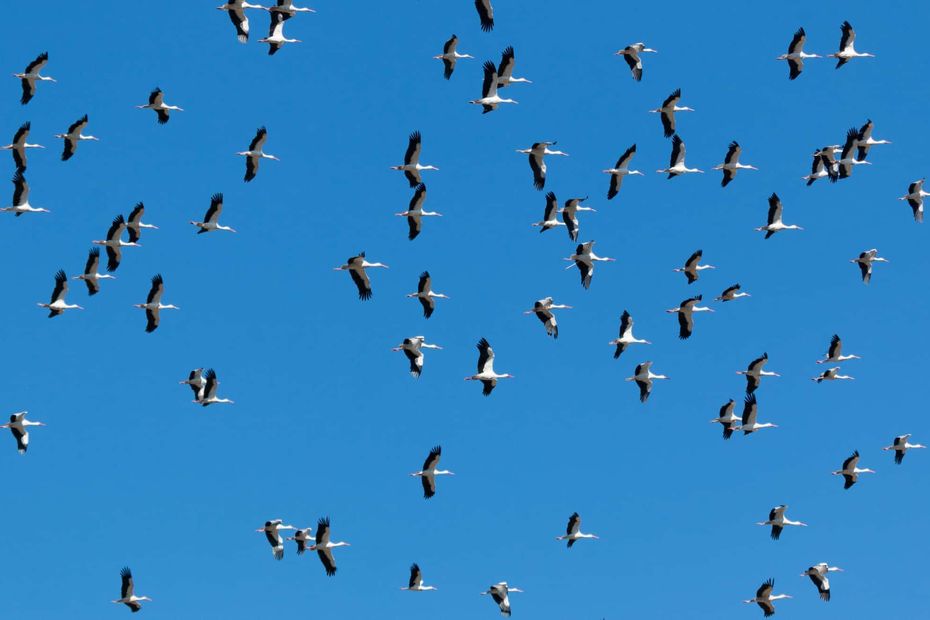 image Plus de 140 000 individus recensés : les oiseaux migrateurs font leur grand retour