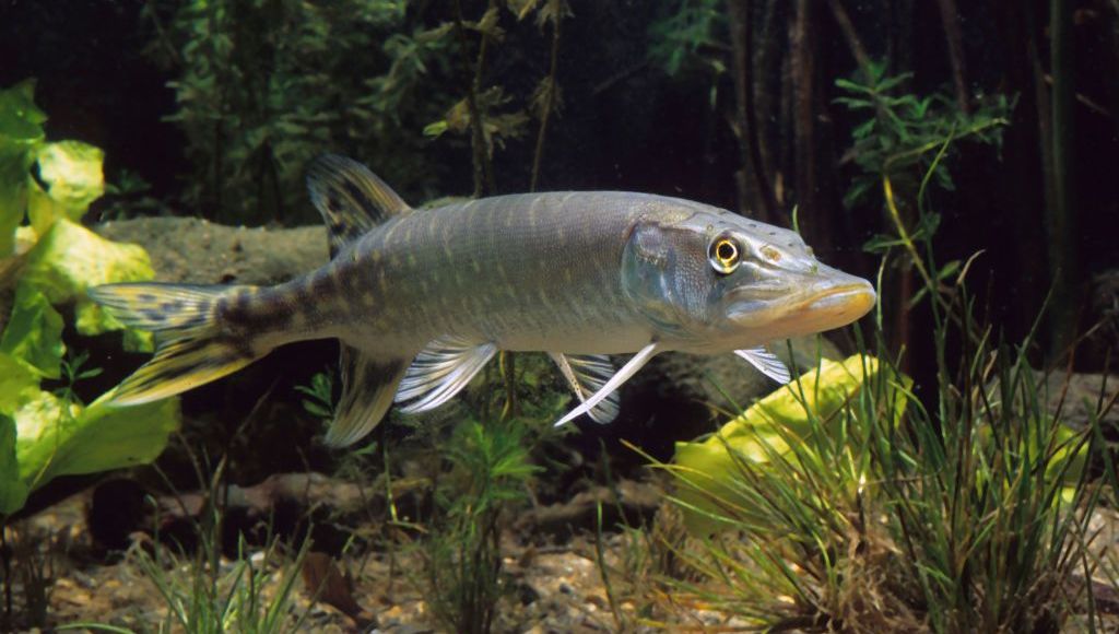 image Remettre un brochet à l'eau dans une rivière 1ére catégorie ?