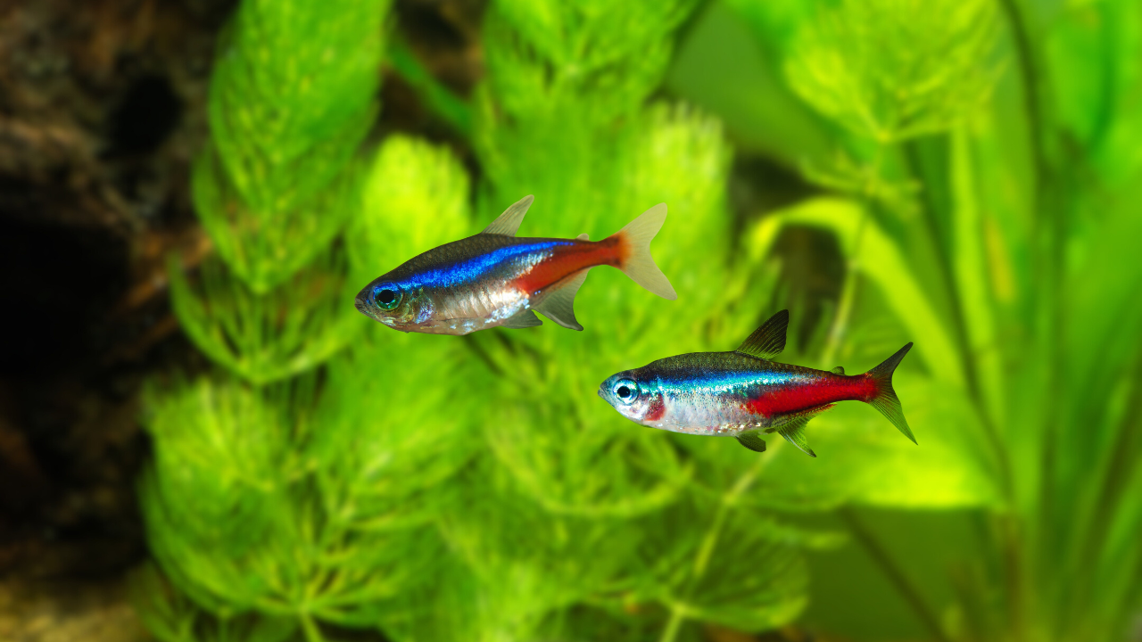 image Un pesticide courant réduit la durée de vie des poissons même à faibles doses, révèle une étude
