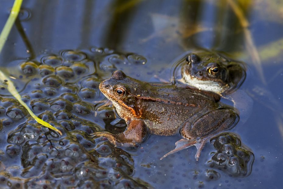 image 1,8 million de grenouilles rousses tuées chaque année pour être mangées : la LPO inquiète pour cette espèce protégée