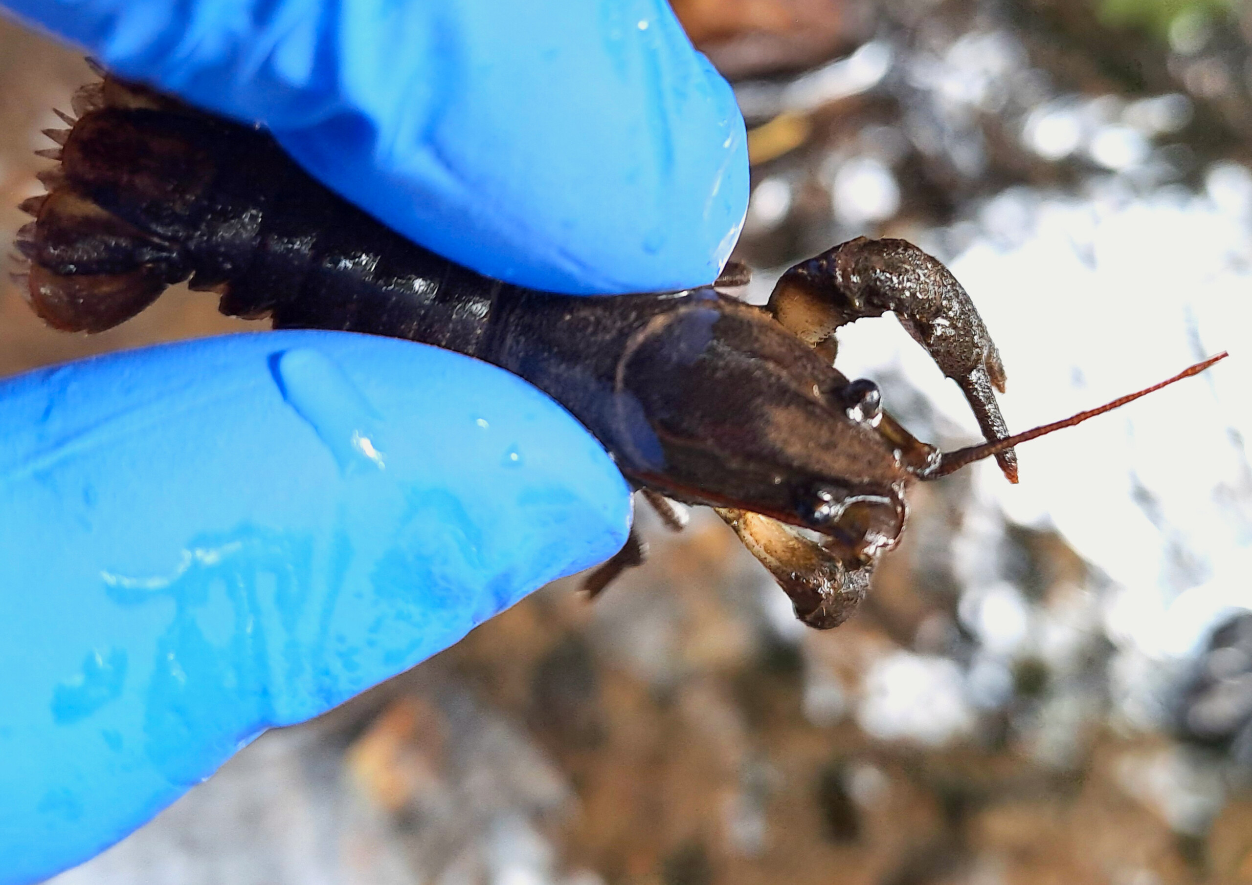 image L’Observatoire des Poissons du bassin Seine-Normandie (OPSN)