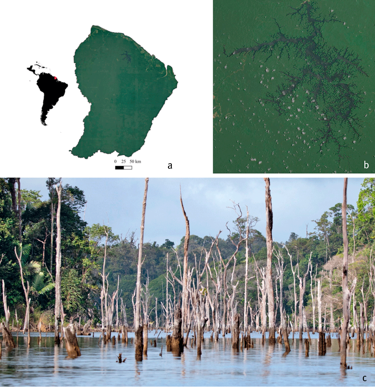 image La plus grande retenue hydroélectrique de France (Petit-Saut, Guyane) et les Loutres géantes : situation et perspectives