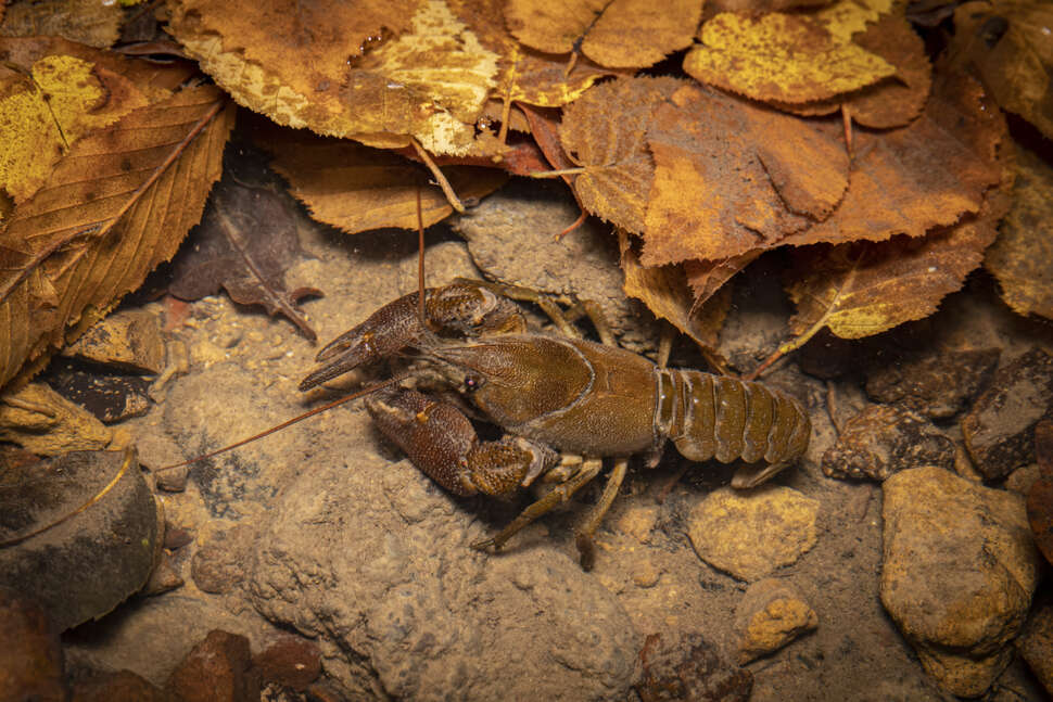 image Un réseau régional pour protéger une espèce en danger critique d’extinction