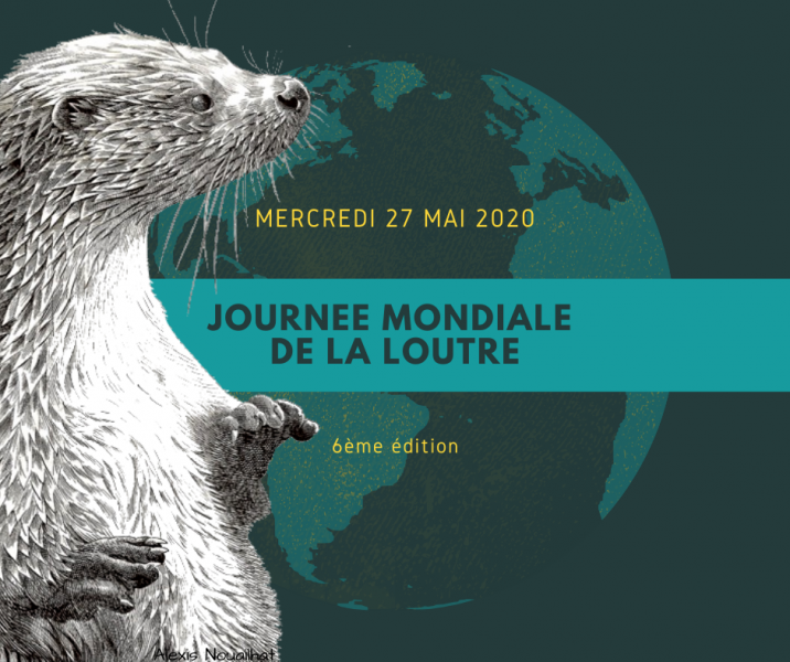 image Ce mercredi 27 mai, c’est la journée mondiale de la Loutre !
