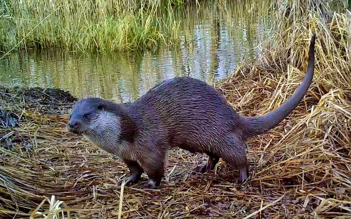 image Après 30 ans d’absence, la loutre recolonise la Suisse