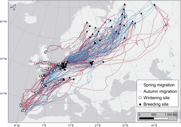 image Une forte répétabilité du cycle annuel suggère une faible capacité d'adaptation aux changements environnementaux chez un oiseau de rivage migrateur quasi menacé (article en langue anglaise)