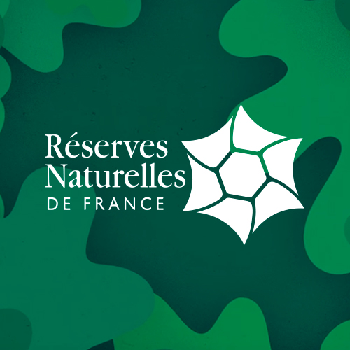 image Il faut en finir avec la scandaleuse capture de civelles dans la Réserve naturelle nationale de la Baie de l’Aiguillon