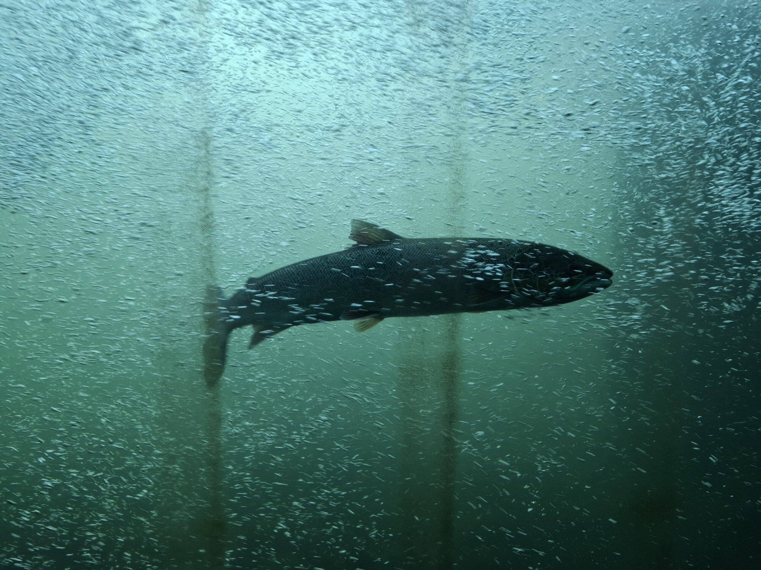 image Lancement des indicateurs nationaux poissons migrateurs