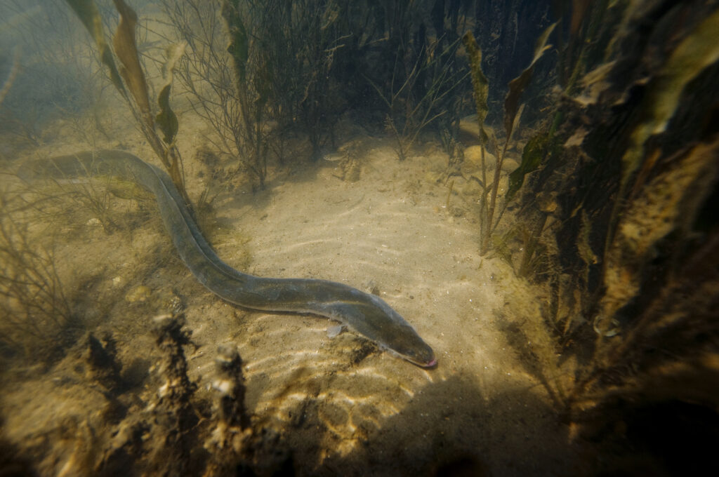 image Pêcheurs de loisir de l’anguille jaune : déclarez vos captures !