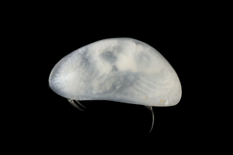 image Crustacé ostracode nouveau