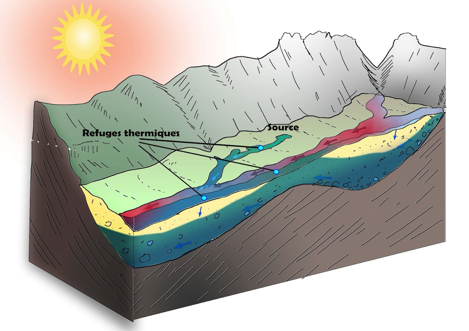 image Refuges thermiques en rivière : quand les eaux souterraines sauvent les poissons de la surchauffe
